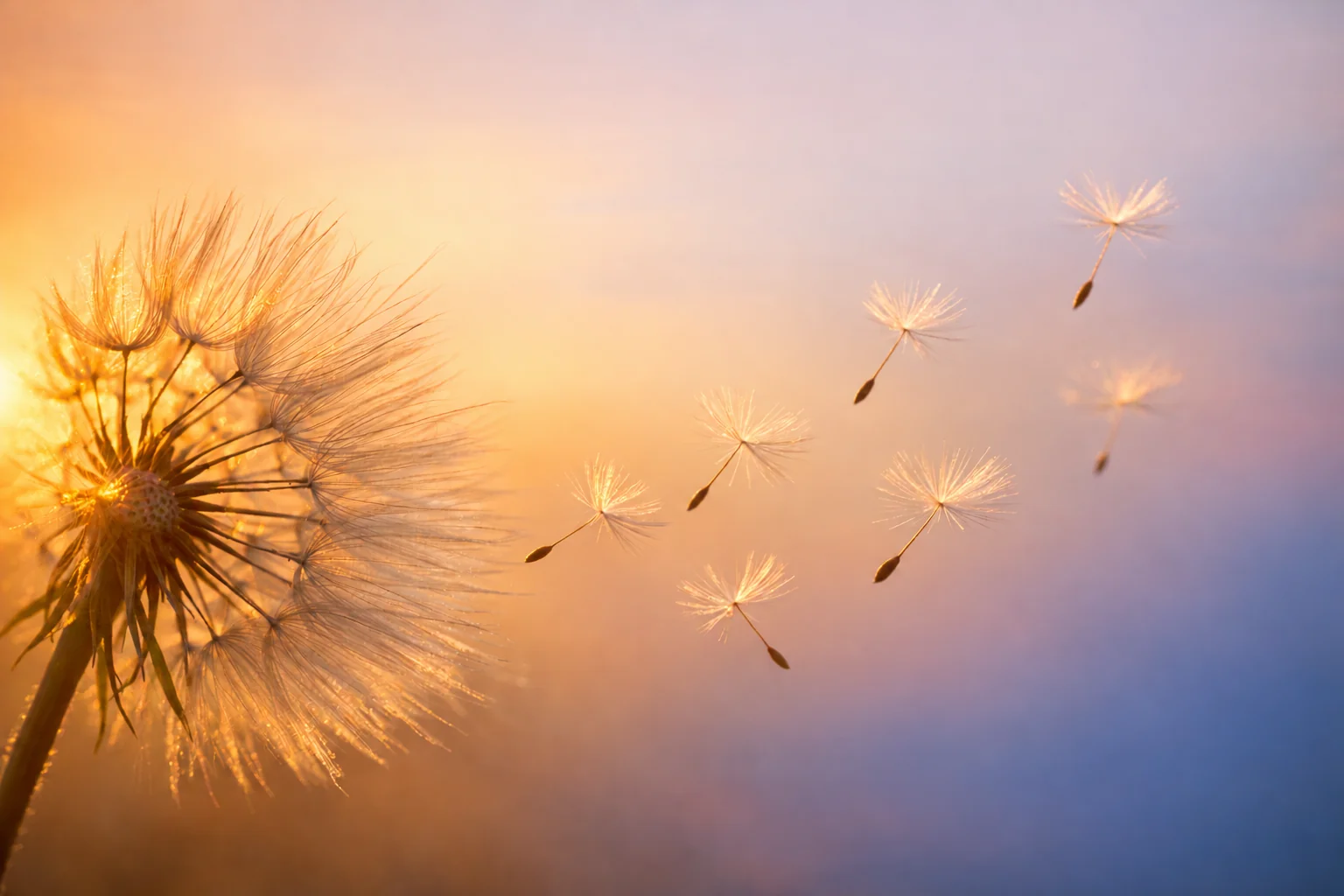 Dandelion seeds drifting in warm evening light